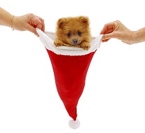 Pomeranian puppy in a Santa hat.