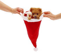 Pomeranian puppy in a Santa hat with a Santa Claus doll.