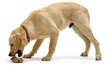 Yellow Labrador dog, regurgitating food after eating grass.