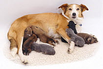 Sable Border Collie with phantom pregnancy, has stolen her daughter's four-day-old pups.