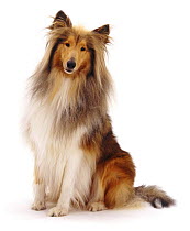 Sable Rough Collie, 2 years old sitting down.