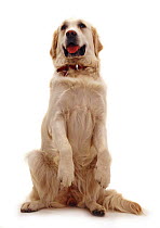 Golden Retriever sitting up with paws raised.