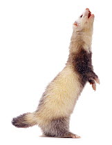 Domestic ferret standing upright on its hind legs.