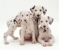 Three Dalmatian puppies, 8 weeks old. The pup with one blue eye is unilaterally deaf.
