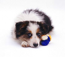 Long-coated tricolour Border Collie puppy, 8 weeks old, with toy and chin on paws.