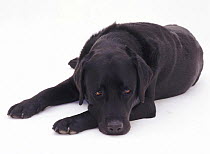 Black Labrador dog lying with his chin on the floor.
