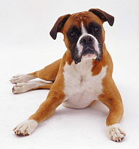 Boxer lying with head raised