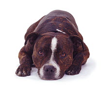 Staffordshire Bull Terrier lying with chin on the floor.