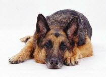 German Shepherd Dog / Alsatian with his chin on the floor.