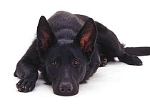 Black German Shepherd Dog / Alsatian lying with his chin on the floor.