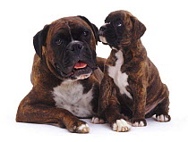 Brindle Boxer mother lying with pup.