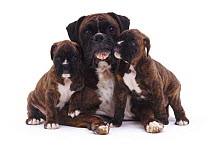 Brindle Boxer mother lying with her two pups.