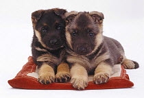 Two German Shepherd Dog / Alsatian pups, 5 weeks old, lying on a pillow