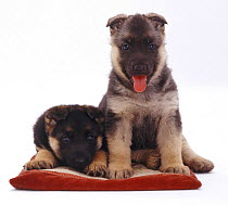 Two German Shepherd Dog / Alsatian pups, 5 weeks old, sitting and lying on a pillow