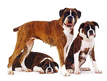 Brindle fawn Boxer standing with her two pups.
