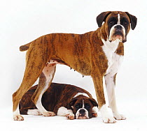 Fawn brindle Boxer standing over her pup lying down.