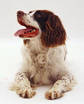English Springer Spaniel dog, lying down and looking up to one side.