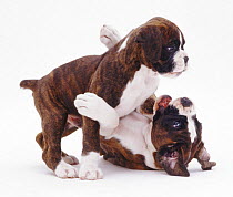 Brindle and white Boxer pups, 7 and 9 weeks old, playing together.