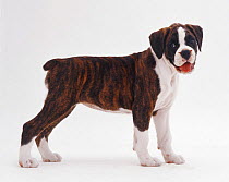 Brindle and white Boxer pup, 9 weeks old, standing.