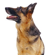 Profile of German Shepherd Dog / Alsatian sitting and looking up to one side