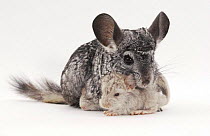 Chinchilla (Chinchilla lanigera) with two babies (High Andes species)
