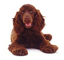Chocolate Cocker Spaniel, 7 months old, lying down