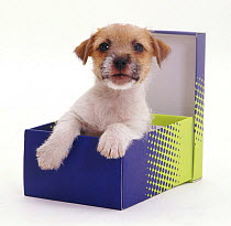 "Jack in a box" - Jack Russell Terrier pup in a shoe box.