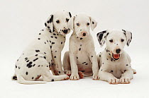 Three Dalmatian pups, 8 weeks old, sitting and lying together. The pup with one blue eye is unilaterally deaf.