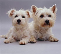 West Highland White Terrier / Westie lying with pup.