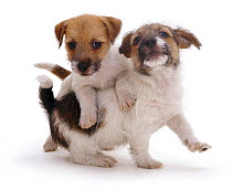 Two Jack Russell Terrier pups playing.