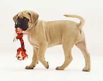 English Mastiff pup carrying a toy.