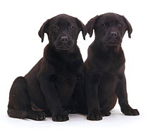 Two Black Labrador puppies sitting together.