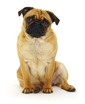 Apricot Pug bitch, 2 years old, sitting down