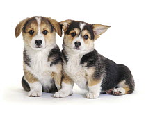 Two Pembrokeshire Welsh Corgi pups, 9 weeks old, ears starting to prick.