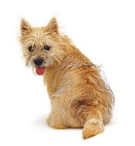 Back view of Cairn Terrier pup, 5 months old, looking over her shoulder.