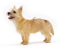 Cairn Terrier pup, 5 months old, standing.