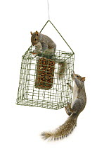Two Grey Squirrels climbing on squirrel-proof peanut holder.
