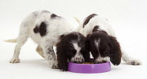 Two English Springer Spaniel pups, 8 weeks old, pushing and shoving as they eat from a purple plastic bowl.