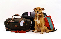 Lakeland Terrier x Border Collie bitch waiting hopefully beside some holiday luggage.