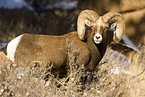 Bighorn Sheep {Ovis canadensis} male, Rocky Mountain NP, Colorado, USA
