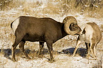 Bighorn Sheep {Ovis canadensis} male sniffing female, Rocky Mountain NP, Colorado, USA