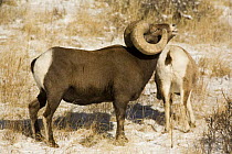 Bighorn Sheep {Ovis canadensis} male flehmen reponse to female, Rocky Mountain NP, Colorado, USA