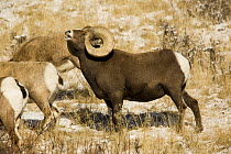 Bighorn Sheep {Ovis canadensis} male flehmen response to females, Rocky Mountain NP, Colorado, USA