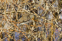 Northern Flicker {Colaptes auratus} camouflaged in tree, Denver, Colorado,  USA