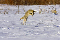 Coyote {Canis latrans} pouncing on prey in snow, Colorado, USA
