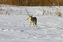 Coyote {Canis latrans} in snow with prey, Colorado, USA