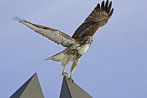 Red tailed Hawk {Buteo jamaicensis} taking off from building, Denver, Colorado, USA