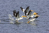 American white pelicans {Pelecanus erythrorhynchos} taking off from water, Denver, Colorado, USA