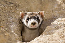 Black-footed ferret {Mustela nigripes} looking out of burrow at captive breeding facility, Colorado, USA, being prepared for release