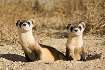 Black-footed ferrets {Mustela nigripes} family group, being prepared for release. Captive breeding facility, Colorado, USA